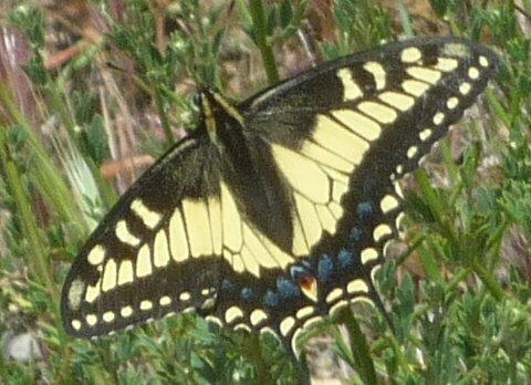 High Resolution Papilio zelicaon Animal